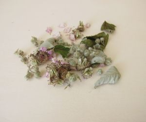 Raspberry Leaf Womans Herbal Medicine Womb Healing