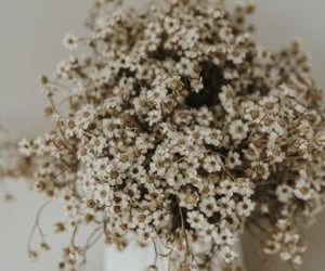 Chamomile herbal flowers Inner Peace IM frequency Medicine