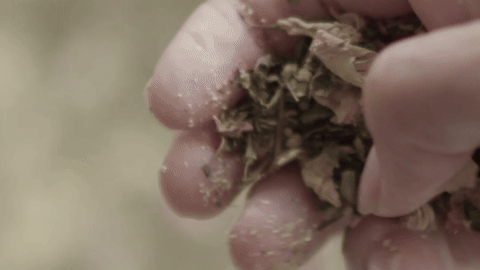 Herbs_in ttreatment_for frequency_medicine_bespoke_healing
